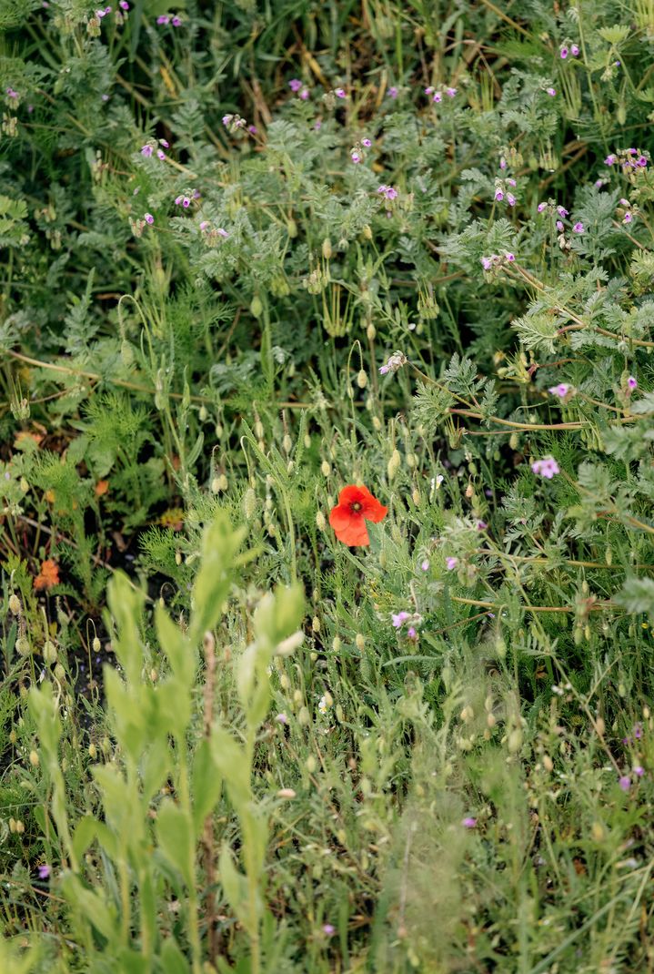 Rode klaproos in bloei in een weide. 