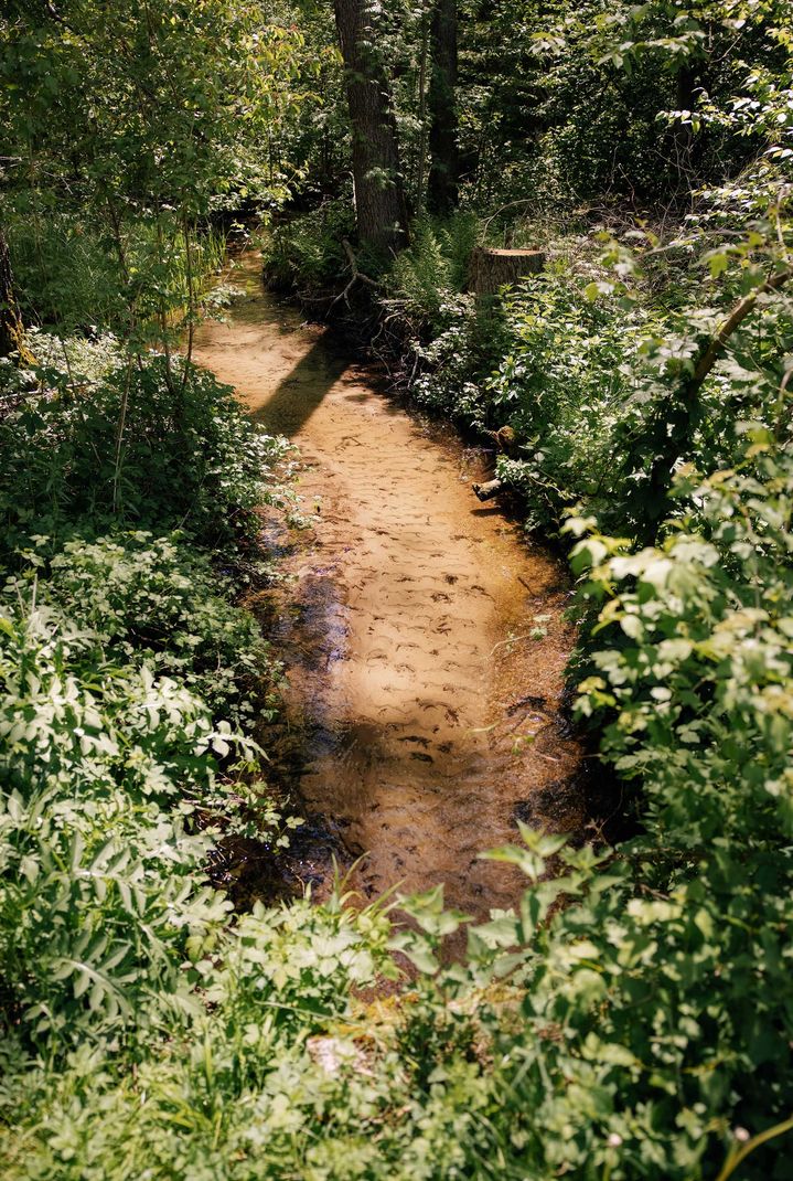 Un ruisseau avec des rives à la végétation dense sur le site de l'usine. 