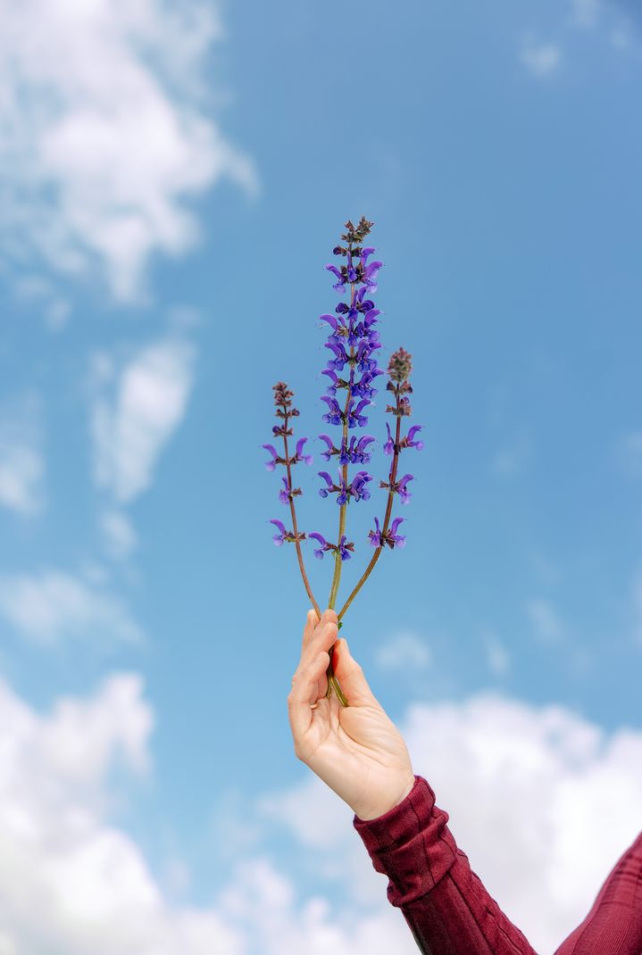 Une main tient quelques tiges de sauge commune aux fleurs bleu-violet. 