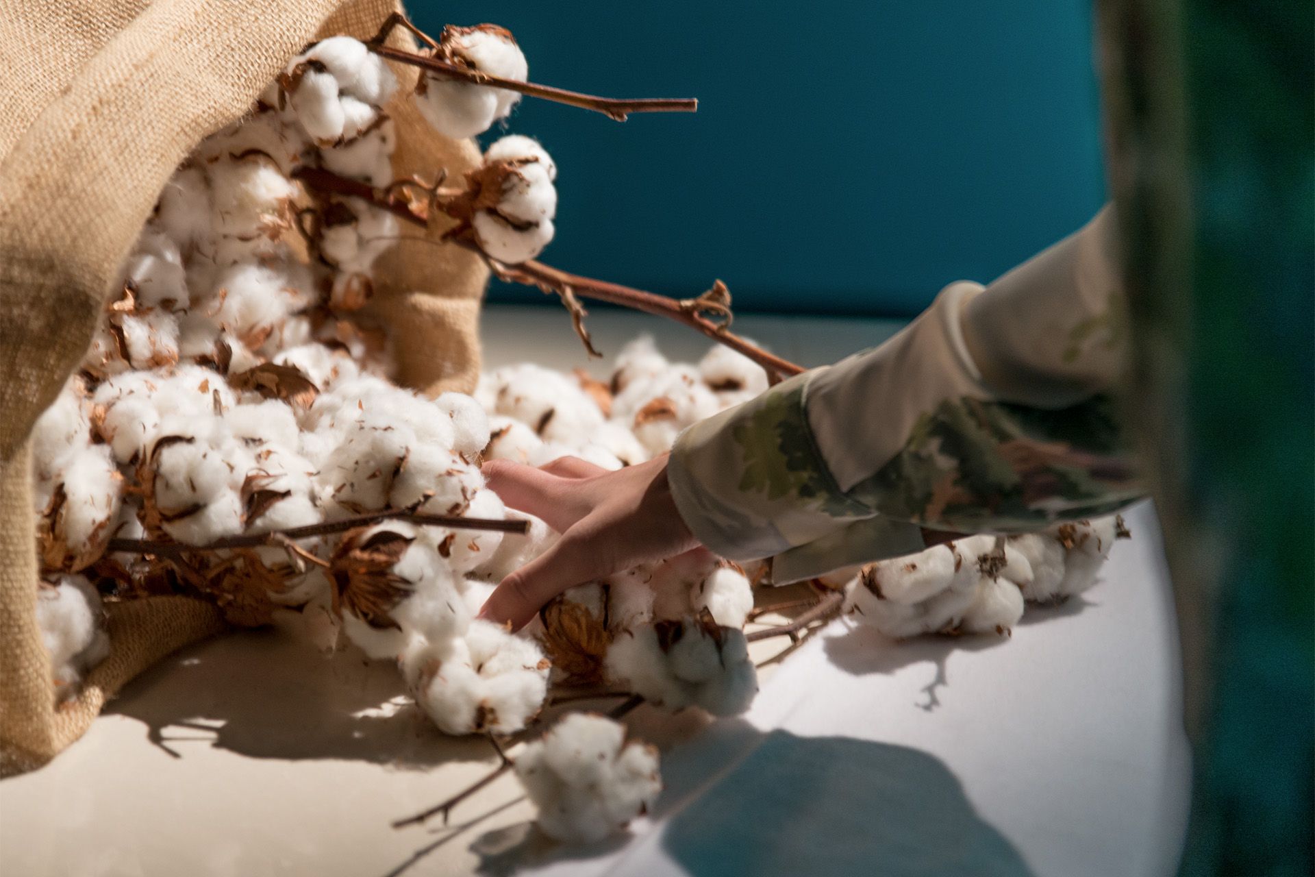 Imagen de plantas de algodón
