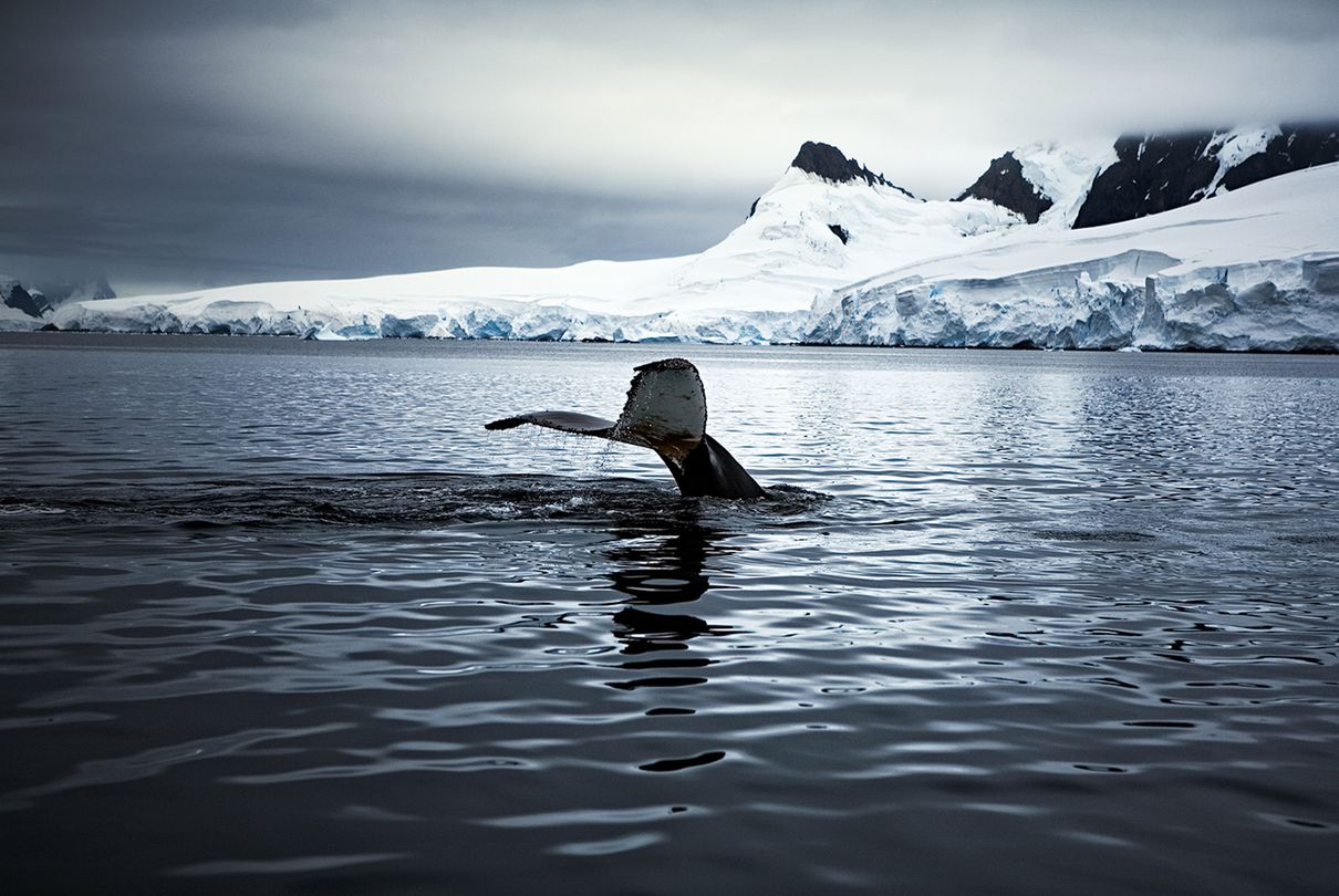 Een walvis duikt onder in de Noordelijke IJszee.