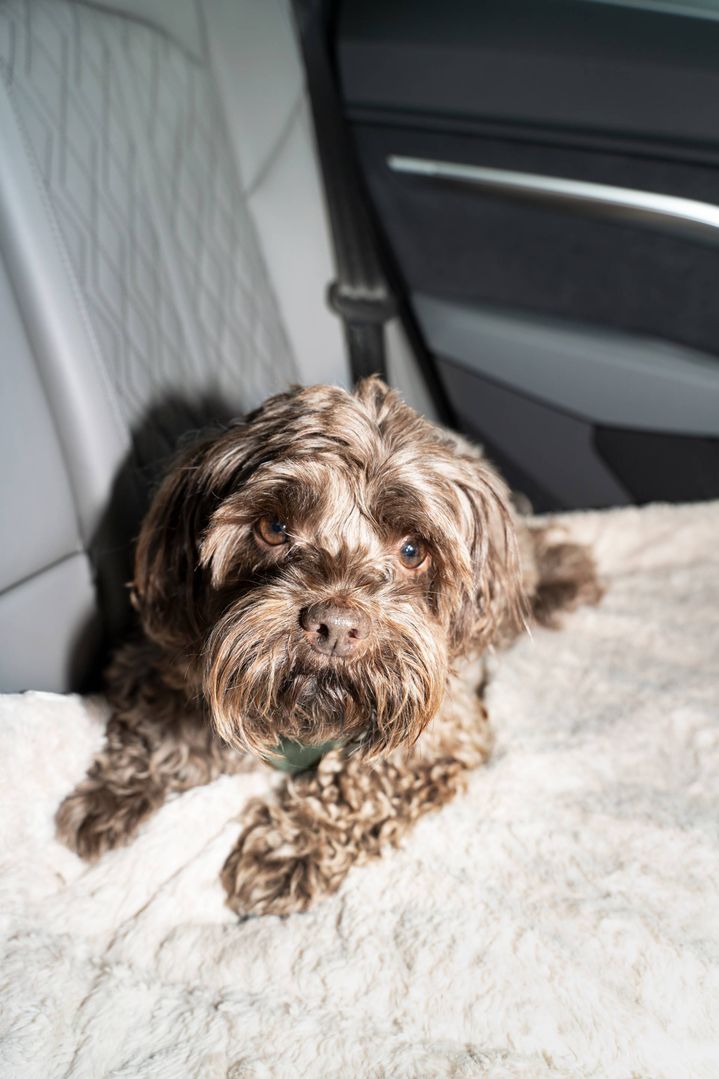 Hund Bommel auf dem Rücksitz des Audi Q8 e-tron.